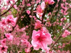 -秀丽东方
