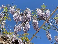 -北京张裕爱斐堡酒庄