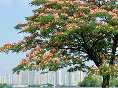 -洋湖国家湿地公园