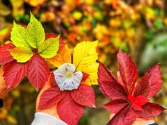 -北京西山国家森林公园