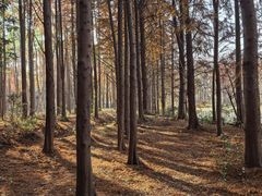 -上海海湾国家森林公园