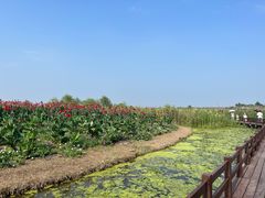 -宁波杭州湾国家湿地公园