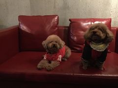 百好乐比萨-百好乐宠物友好餐厅(朝外大街店)