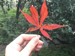 -法云安缦酒店