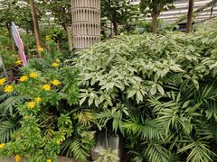 -南宫五洲植物乐园