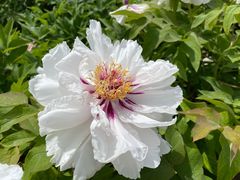 -莲花池公园
