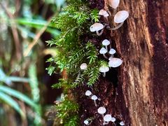 -云南屏边大围山国家公园