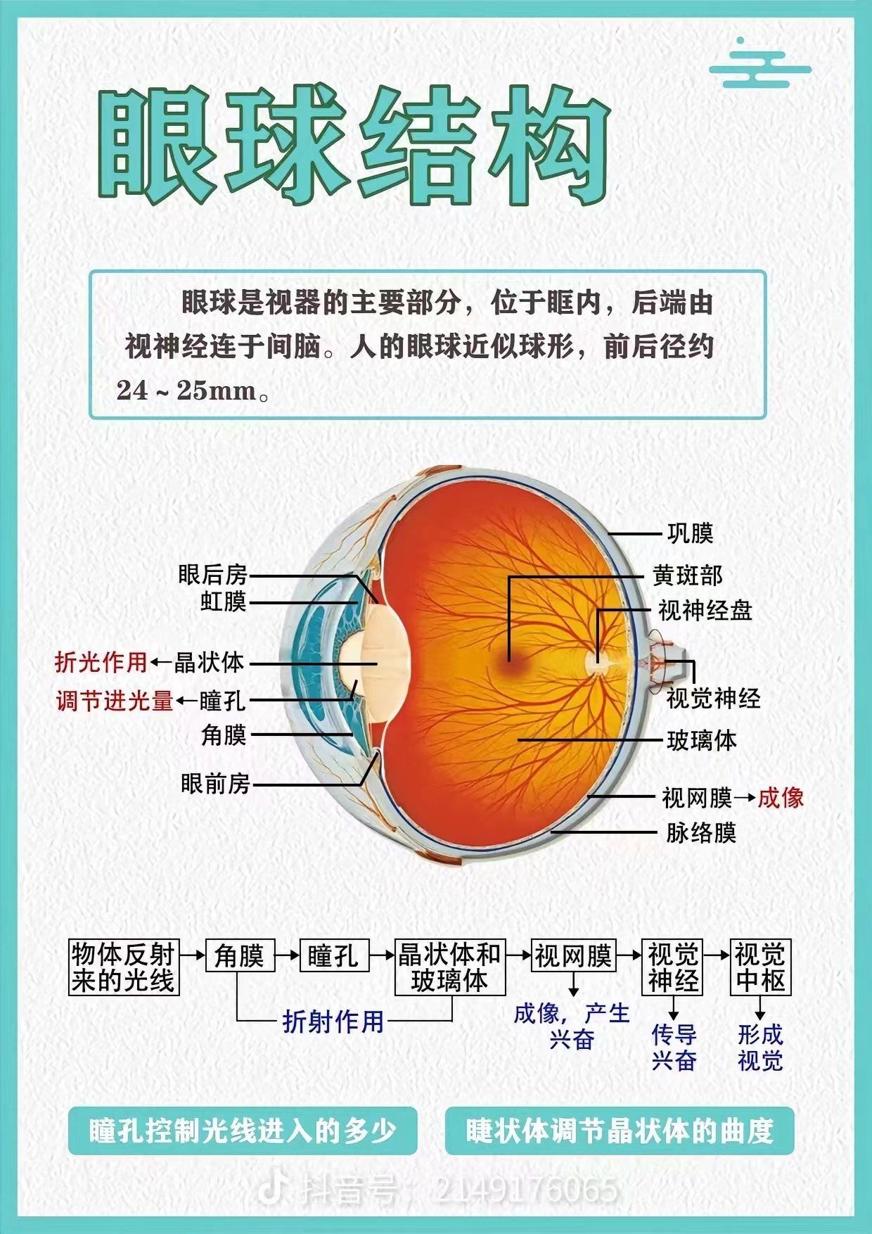 认识我们的眼睛构造