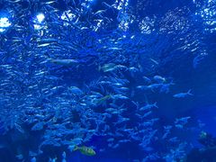 -海合安成都极地海洋公园