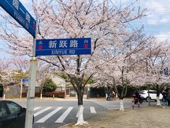 -高东镇樱花园
