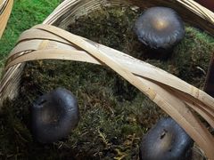 -滇野云南野生菌餐厅(陕西南路店)