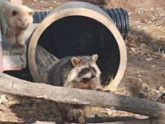 -鄂尔多斯野生动物园