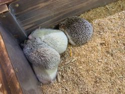 -酷嗒动物文化乐园(cutezoo西溪乐天城店)