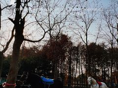 -上海海湾国家森林公园