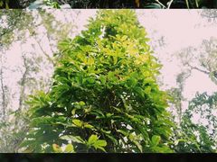 -中国科学院华南植物园
