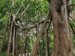 -中国科学院西双版纳热带植物园