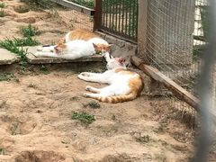 -成都爱之家动物救助中心