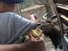 -清迈夜间动物园