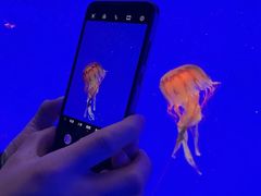 -上海海洋水族馆