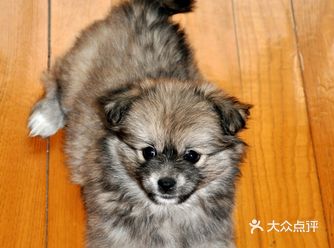 可爱的妞妞从二个月来到我们家,到现在六年多了