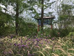 -东平国家森林公园