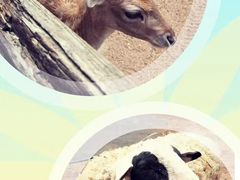 -费瑟代尔野生动物园