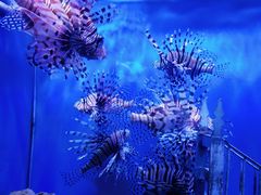 -太平洋海底世界