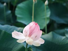 -墨尔本皇家植物园