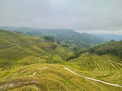 -紫鹊界梯田景区