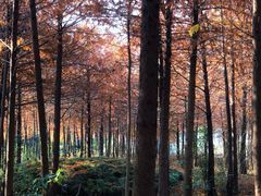 -上海海湾国家森林公园