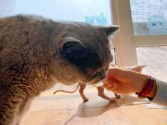 -猫小院猫主题咖啡厅(北锣店)