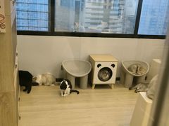 -有喵·猫咖·狗咖·30几只猫10只小狗(岗厦店)