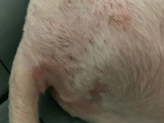 -宠物星动物医院·眼科·异宠·猫科(江南大道总院)