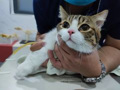 -伟伟宠物医院·CT影像中心·瑞派犬猫综合性门诊(汉口总院)