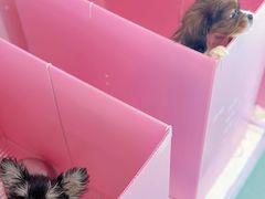 -翊宠yipet猫狗购宠庄园犬舍•猫舍