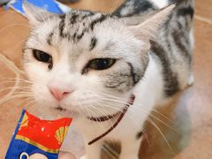 -李小姐の猫咖啡馆(五角场店)