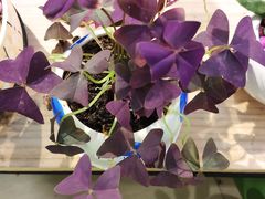 -天和百货(华南MALL店)