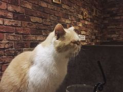 -喵园·猫主题咖啡厅·撸猫·猫咖(国贸店)