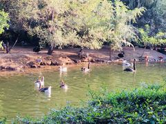 -长白岛森林公园