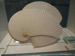 -青岛贝壳博物馆