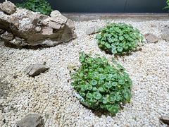 -石家庄市植物园