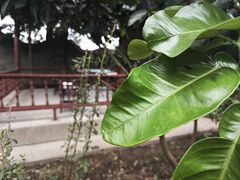 -周老三跷脚牛肉·全牛火锅(非遗传承店)