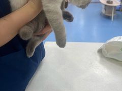 -博特宠物医院24h犬猫全科.骨科·异宠
