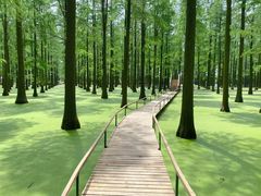 -渌洋湖湿地公园