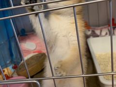 -欣宠猫屋·矮脚拿破仑·蓝金金渐层