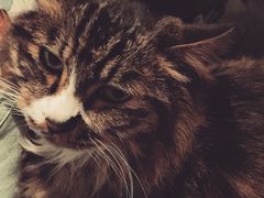 iphone_upload_pic-Anne猫窝咖啡屋