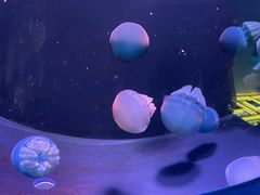 -欢乐海岸海洋奇梦馆