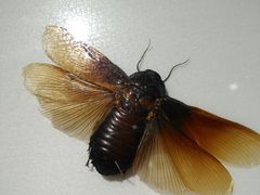 -上海昆虫博物馆