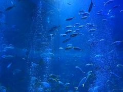 -海合安青岛极地海洋公园