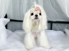 -鑫艺宠物美容培训学校